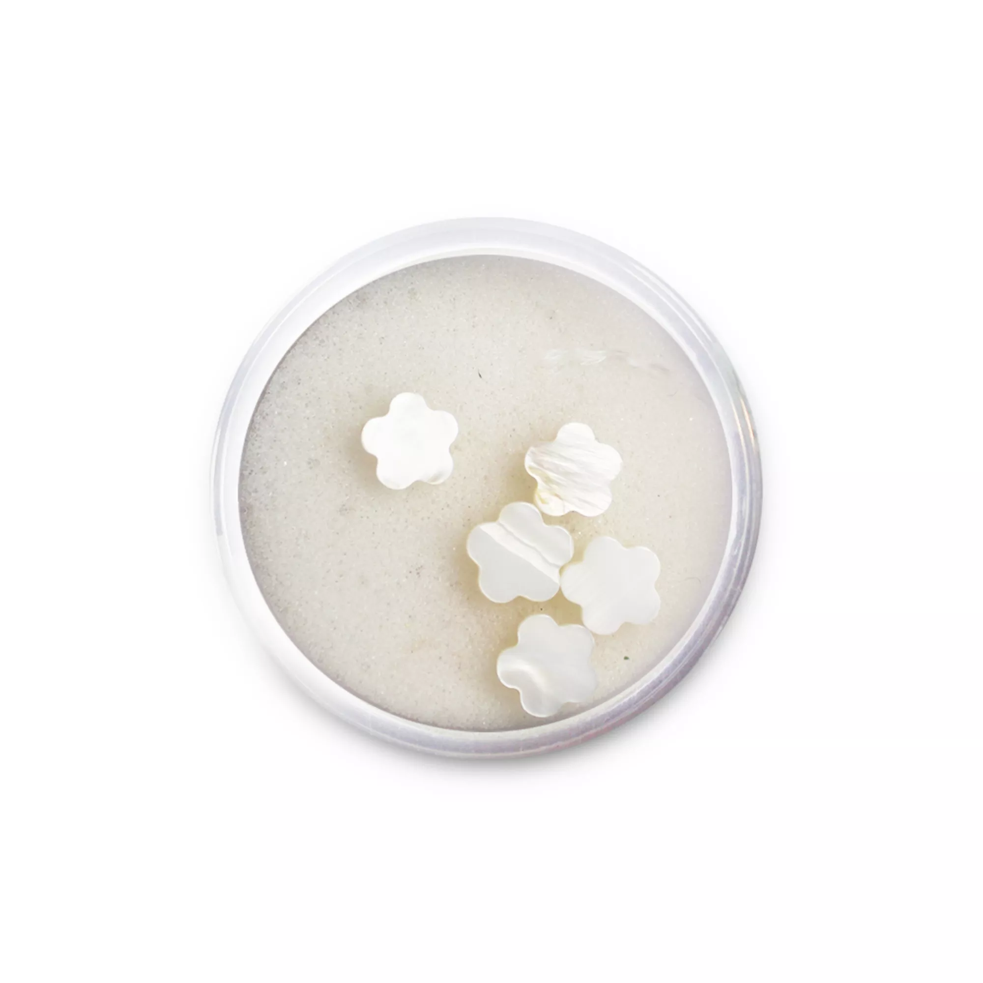 Pracht Muschelperlen Blüte weiss