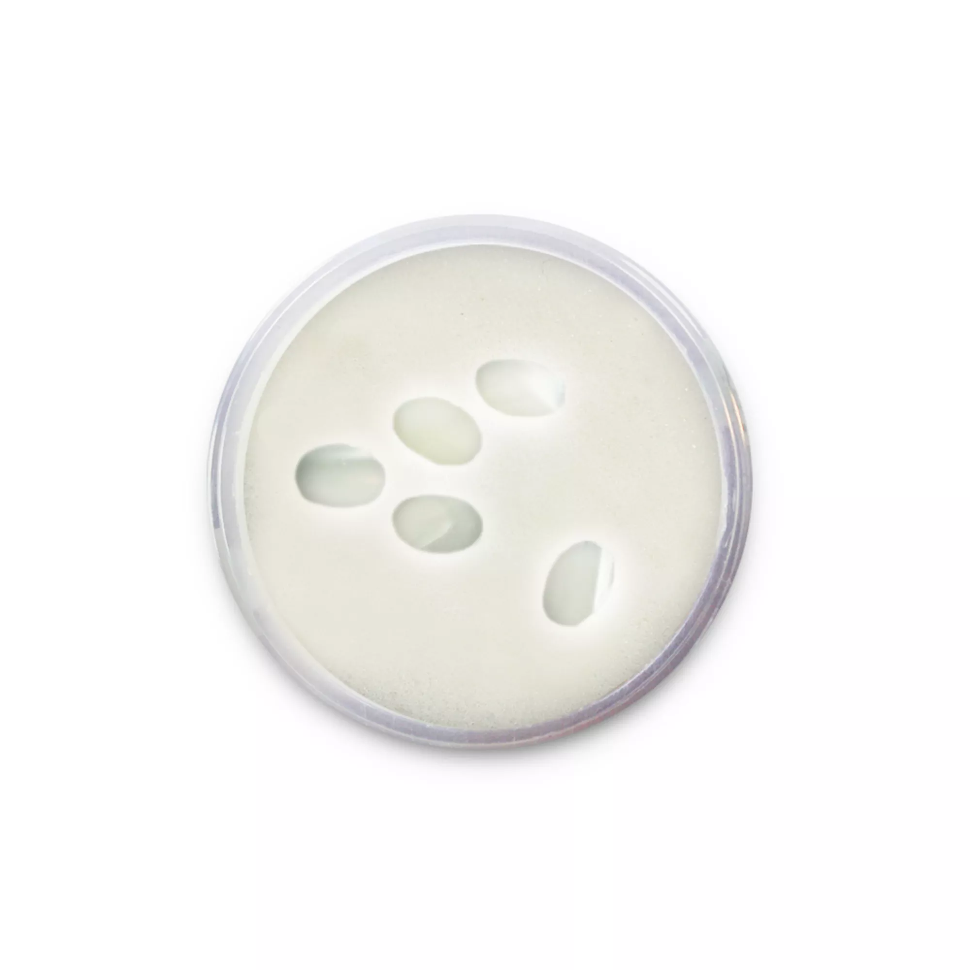 Pracht Muschelperlen oval flach weiss